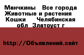 Манчкины - Все города Животные и растения » Кошки   . Челябинская обл.,Златоуст г.